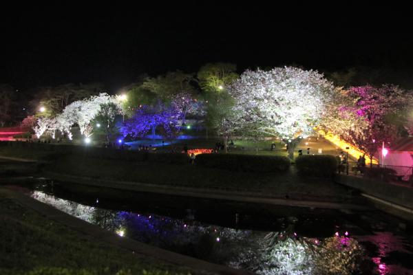 『5_夜桜１』の画像